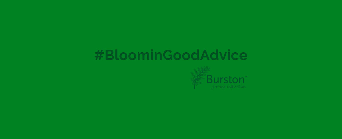 bloomingGoodAdvice from Burston Garden Centre