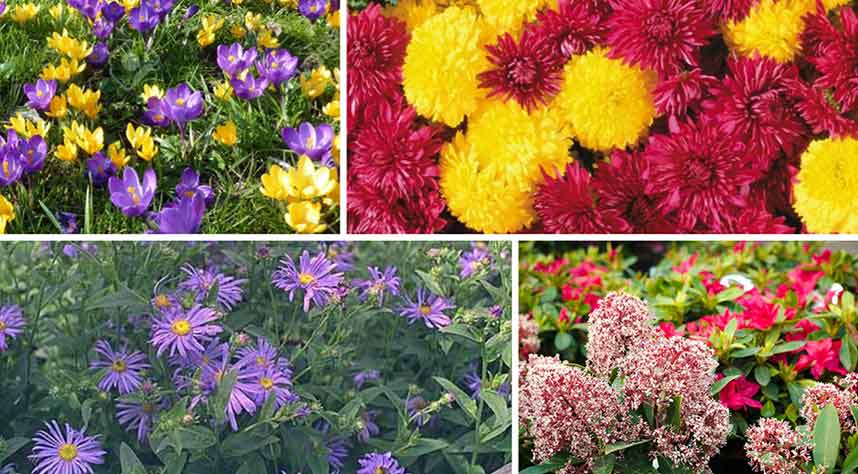 Autumn Flowers Collage - Burston Garden Centre