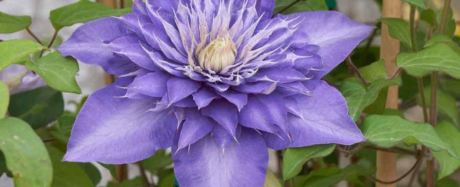 Clematis in bloom - Burston Garden Centre