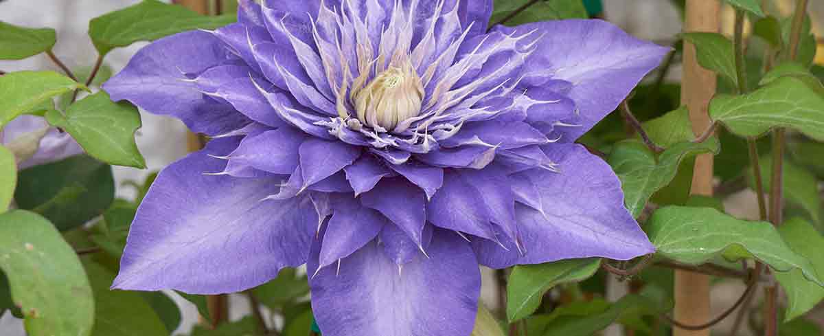 Clematis in bloom - Burston Garden Centre