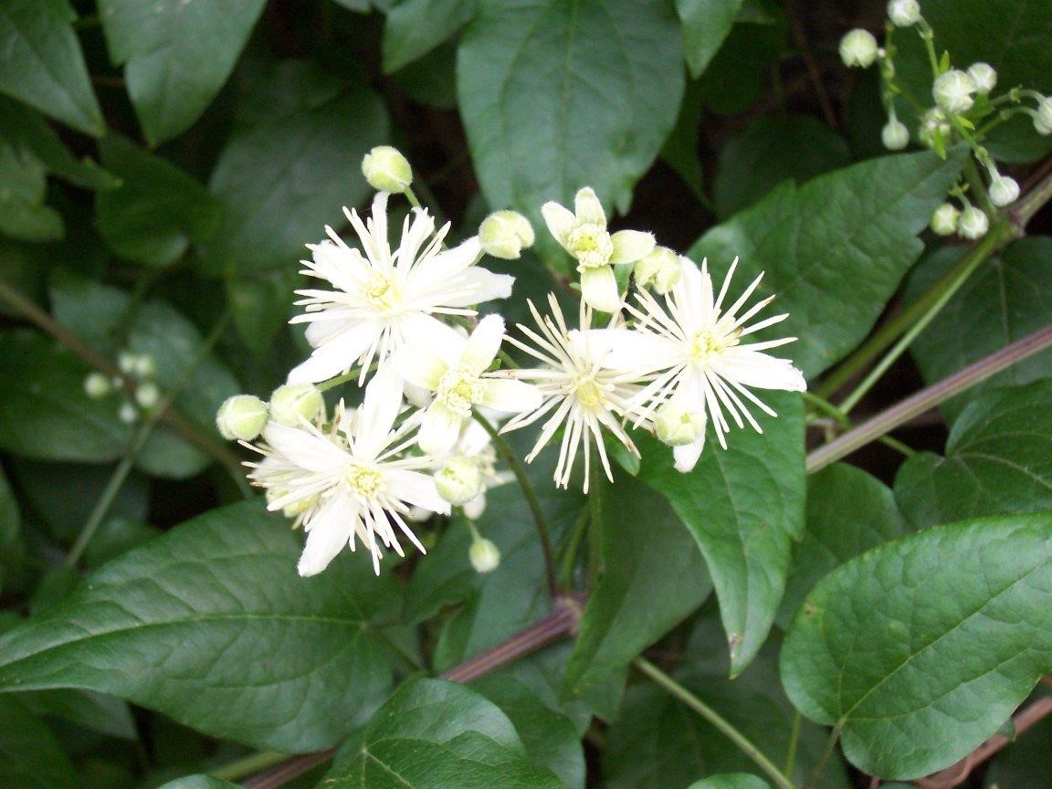 Clematis vitalba