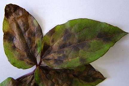 Clematis yellow leaf