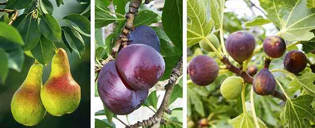 Fruit Trees - Burston Garden Centre