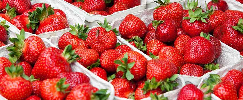 Fruit Trees - Burston Garden Centre