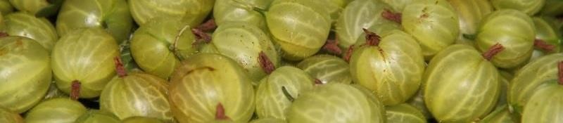 Grow Your Own Gooseberries