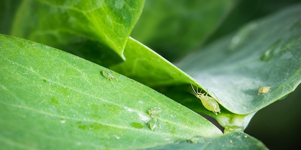 August jobs for the garden - aphids