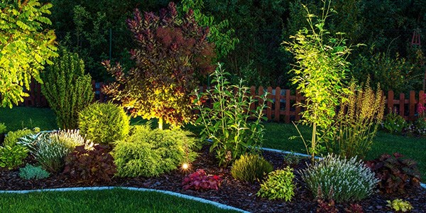 August jobs for the garden - Night Garden