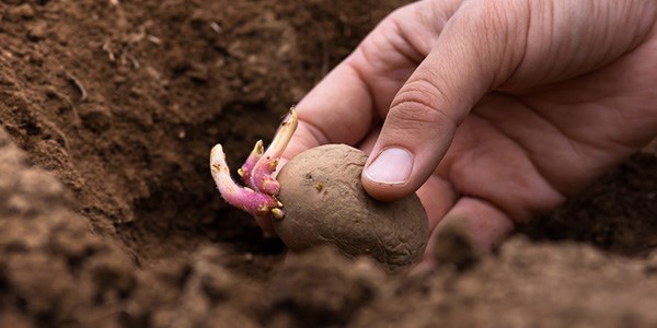 August jobs for the garden - Potatoes