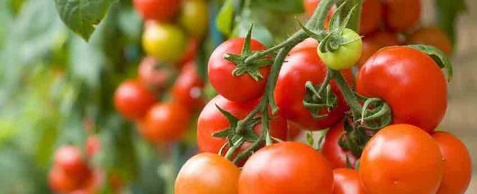 August jobs for the garden - Tomatoes