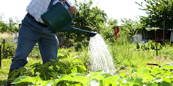 August jobs for the garden - Watering