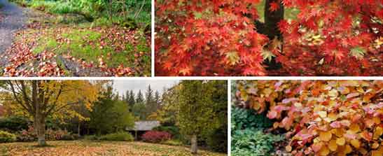 Autumn Colour Collage - Burston Garden Centre