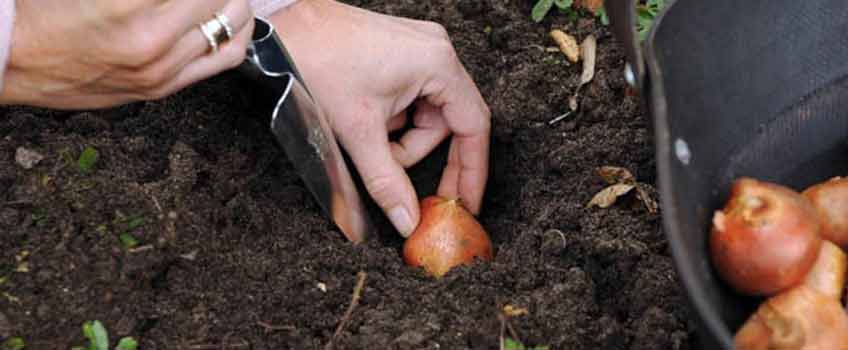 Autumn Tidy Up with Burston Garden Centre - Bulbs