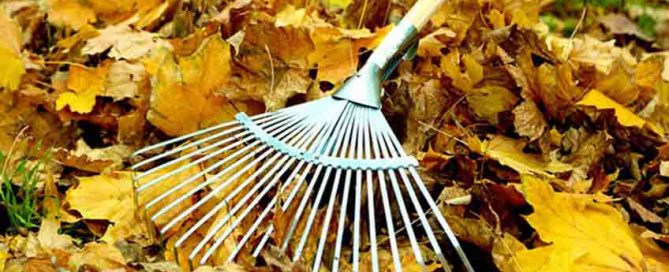 Autumn Tidy Up with Burston Garden Centre - Leaves