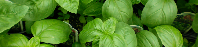 Grow Your Own Basil - Burston Garden Centre