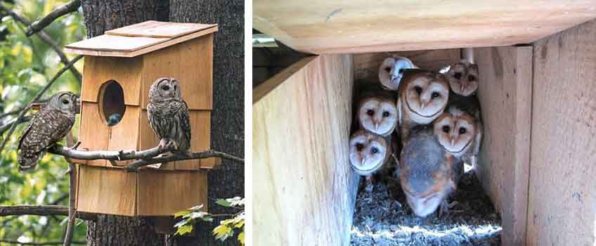 Bird Nesting Boxes - Burston Garden Centre