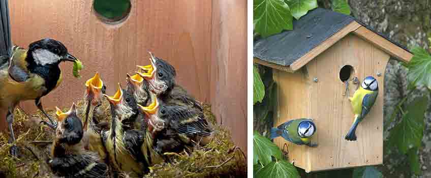 Bird Nesting Boxes - Burston Garden Centre