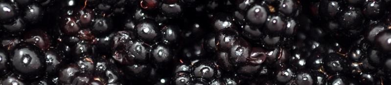 Grow Your Own Blackberries