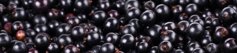 Grow Your Own Blackcurrants