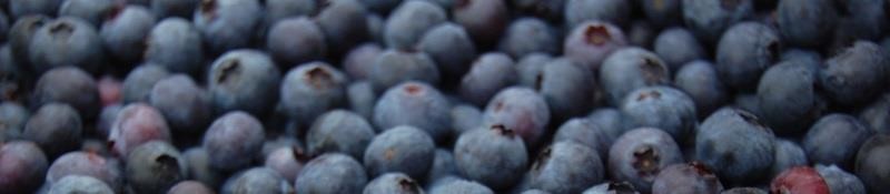 Grow Your Own Blueberries