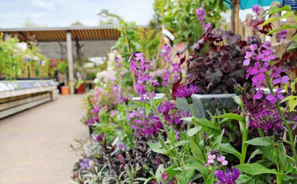 Burston Garden Centre - Gallery Image