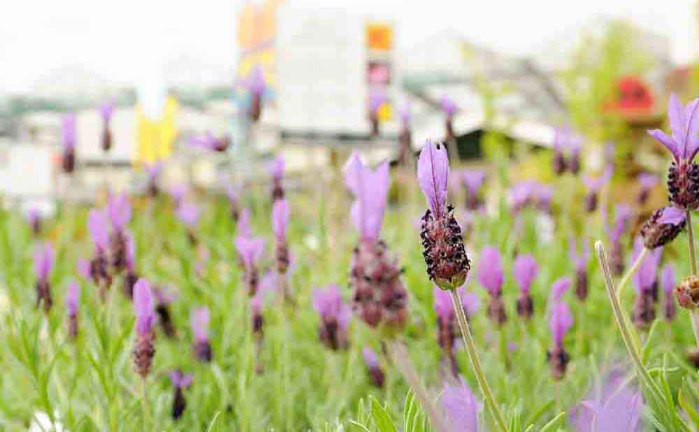 Burston Garden Centre - Gallery Image