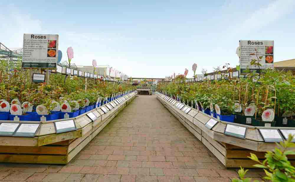 Burston Garden Centre - Gallery Image