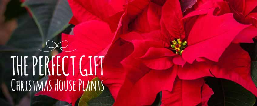 Christmas House Plants - Burston