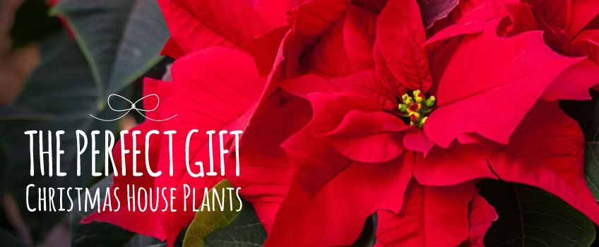 Christmas House Plants - Burston