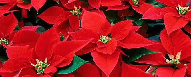 Christmas House Plants - xponsettia