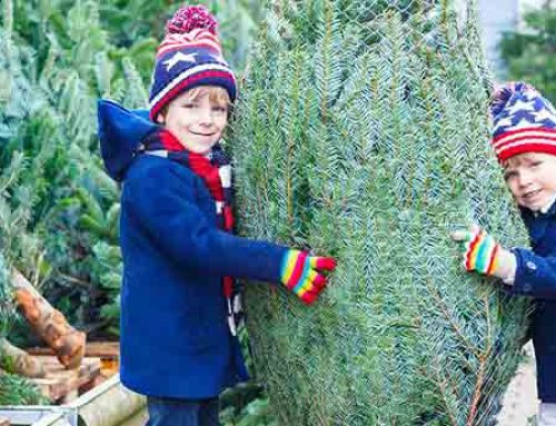Christmas Trees – Selection and Care