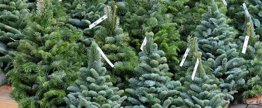 Christmas Trees St. Albans - Burston Garden Centre