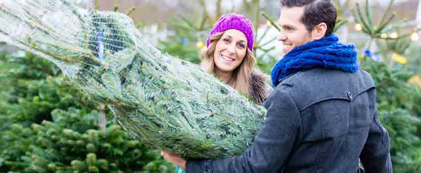Christmas Trees St. Albans - Burston Garden Centre