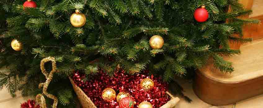 Christmas Trees St. Albans - Burston Garden Centre