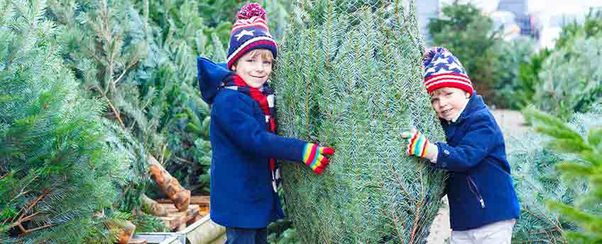 Christmas Trees St. Albans - Burston Garden Centre