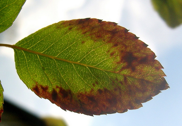 Clematis dry brown leaves