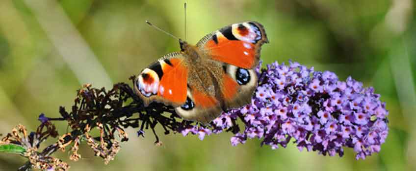 Encouraging Wildlife - New Butterfly