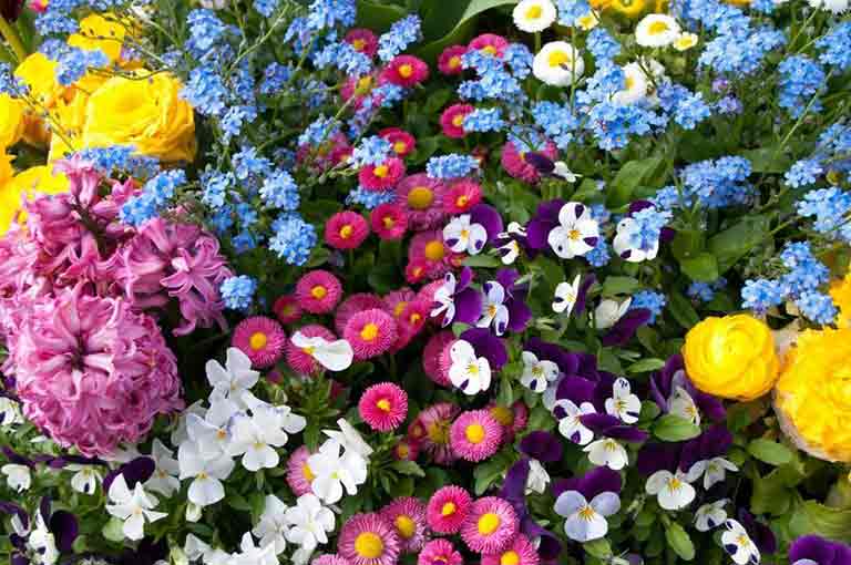 Flower of The Month - May. Burston Garden Centre