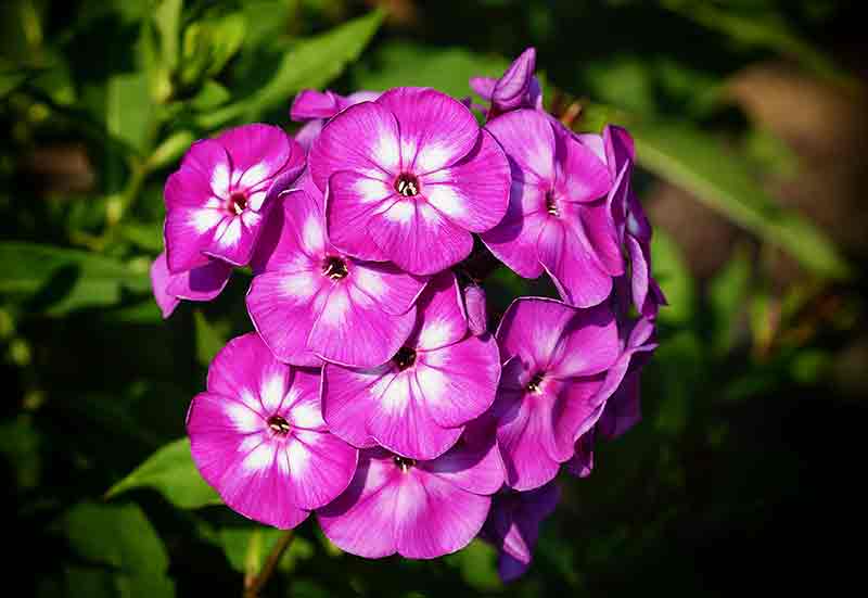 Flower of the week - Phlox