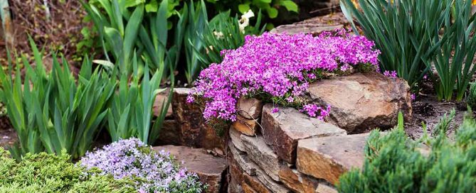 Flower of the week - Phlox