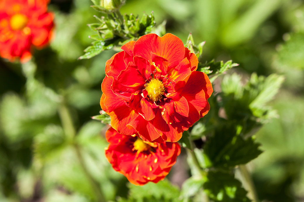 Flower of the week - Potentilla