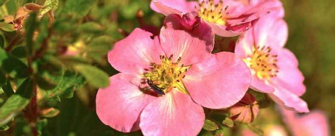 Flower of the week - Potentilla