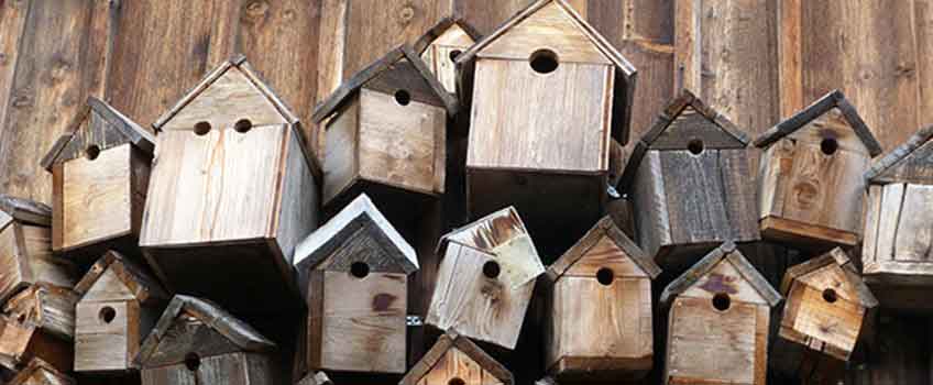 Garden Birds - Birdbox Week - Burston Garden Centre Blog