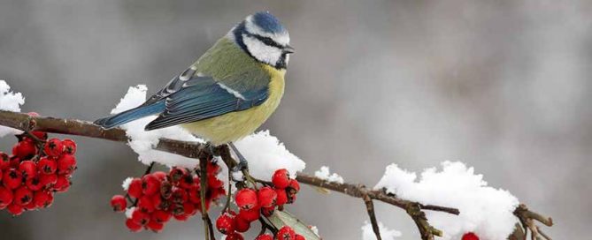 Garden Birds - Burston Garden Centre Blog