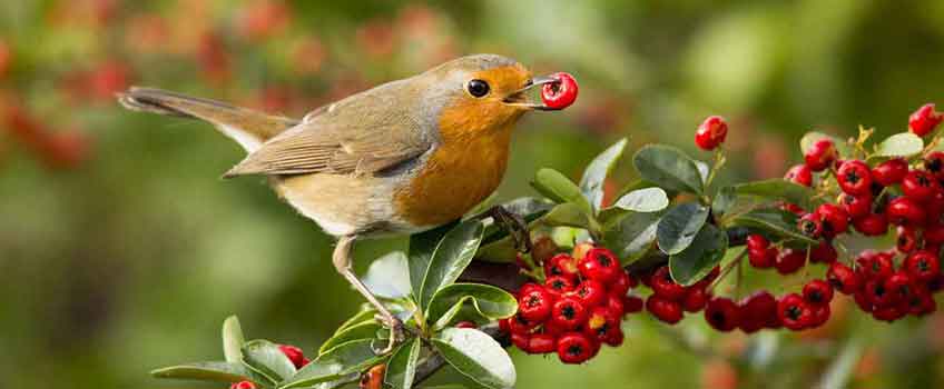 Garden Birds - Burston Garden Centre Blog