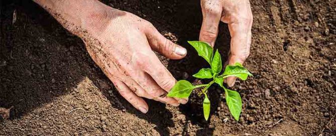 Garden Compost at Burston Garden Centre