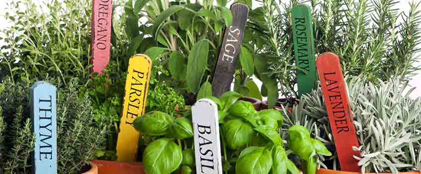 Garden Compost at Burston Garden Centre