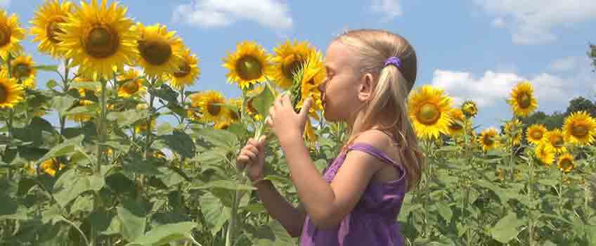 Gardening with Children - Sunflower