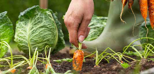 Grow Your Own Five a Day - Carrots