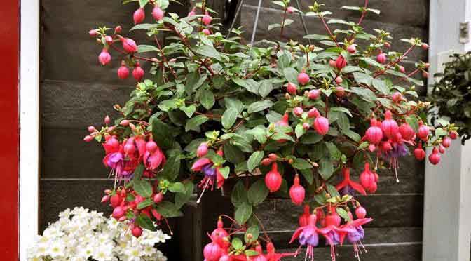 hanging basket - Jobs to do in May - Garden Tips by Burston Garden Centre