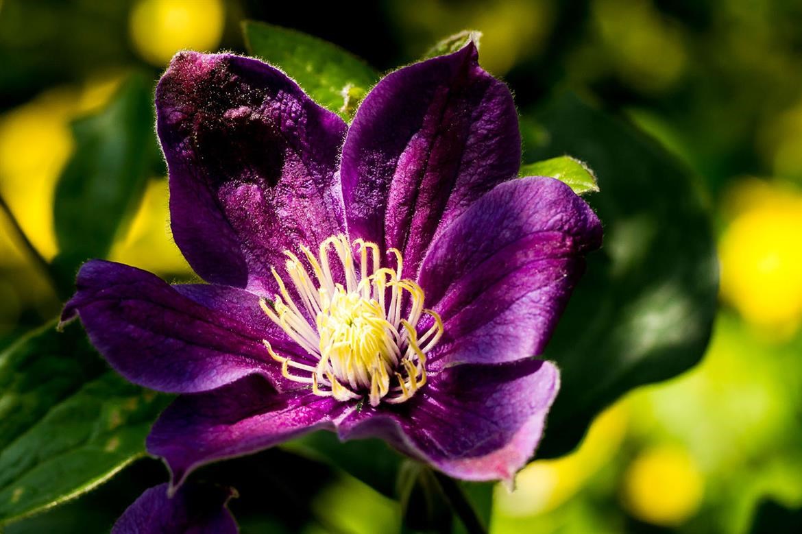 How to plant clematis - Burston Garden Centre